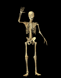 a waving skeleton animation